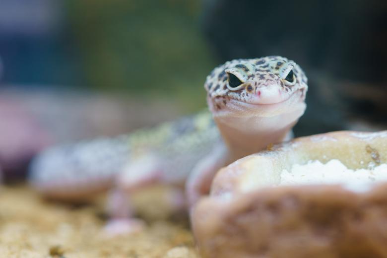 Free stock image of Gecko created by Pixabay