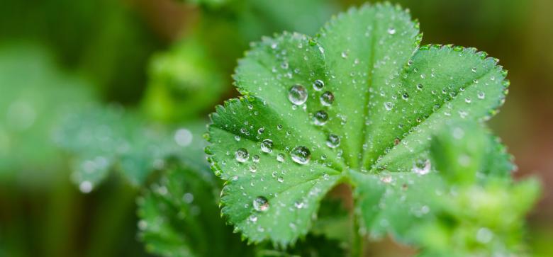 Free stock image of Fresh Leaves created by Pixabay