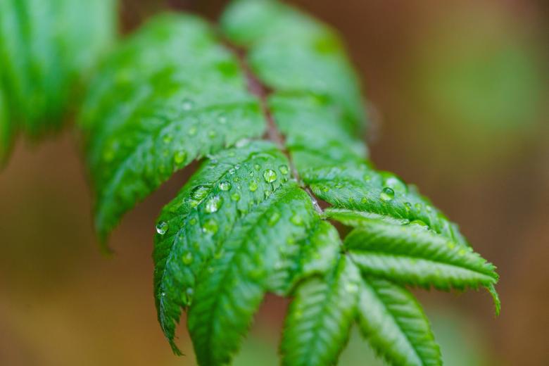 Free stock image of Rain Drops created by Pixabay