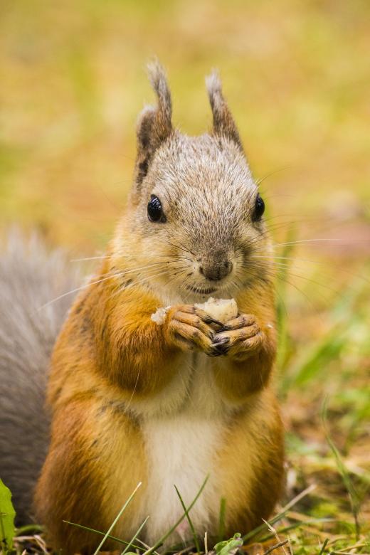 Free stock image of Wild Squirrel created by Pixabay