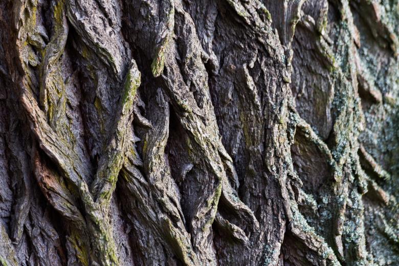 Free stock image of Tree Bark created by Pixabay