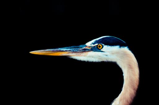 White Bird Closeup - Free Stock Photo