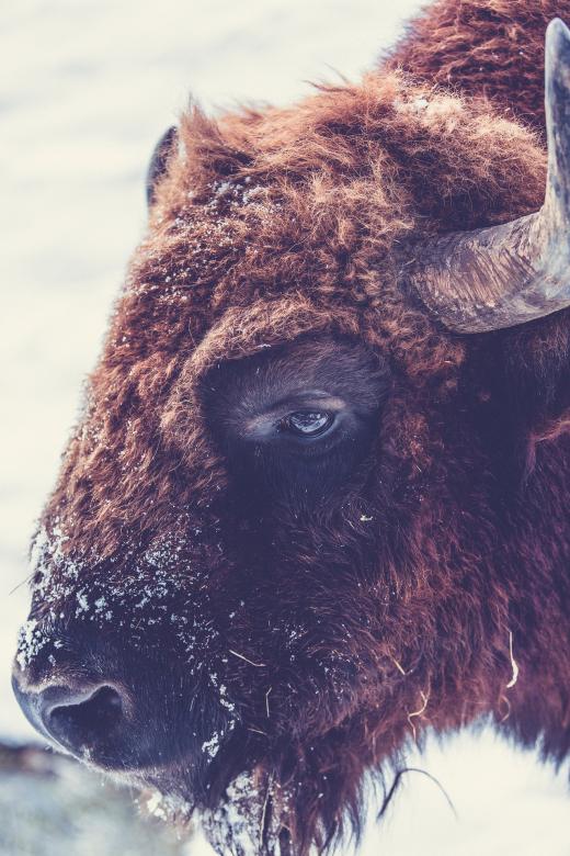 Free stock image of Wild Buffalo created by Pixabay