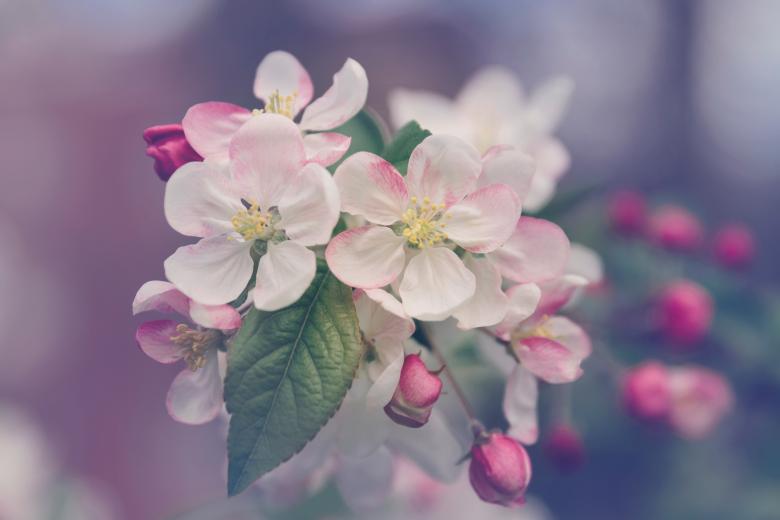 Free stock image of Flowers in the Garden created by Pixabay