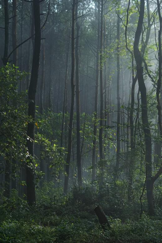 Free stock image of Wild Forest created by Pixabay
