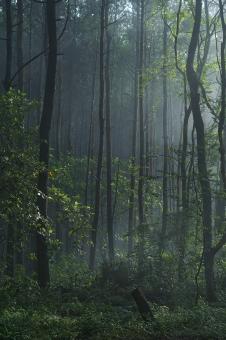 Free Stock Photo of Wild Forest