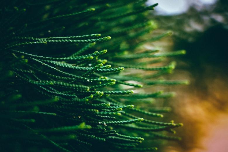 Free stock image of Wild Plants created by Pixabay