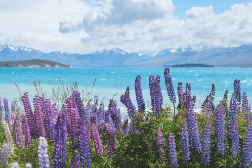 Free Stock Photo of Flowers in Spring