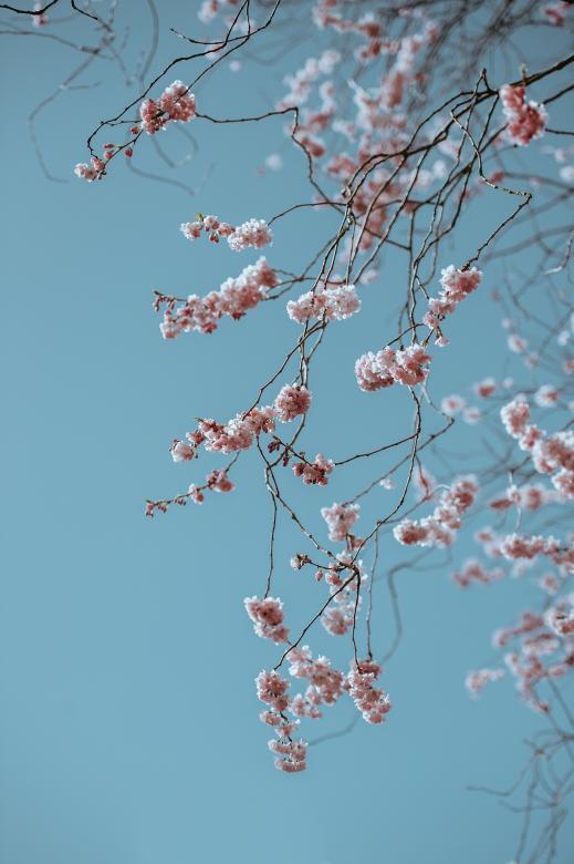 Free stock image of Fresh Flowers created by Pixabay