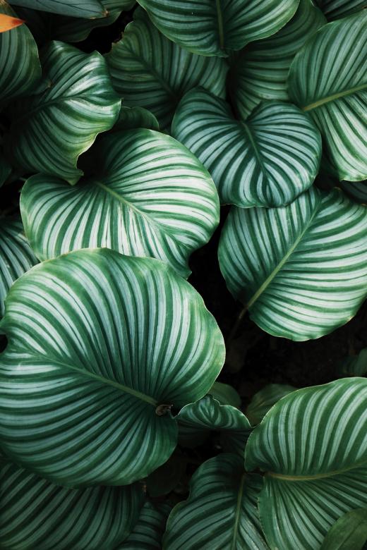 Free stock image of Giant Leaves created by Pixabay