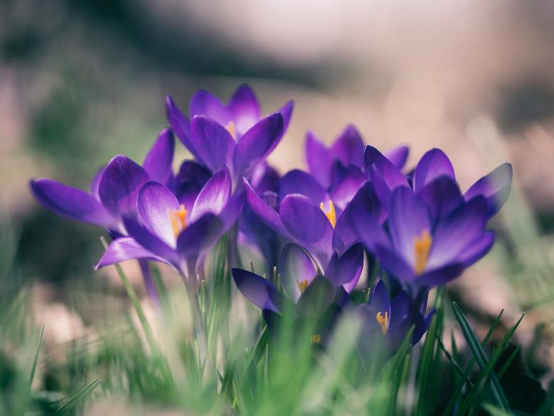 Free stock image of Purple Flowers created by Pixabay