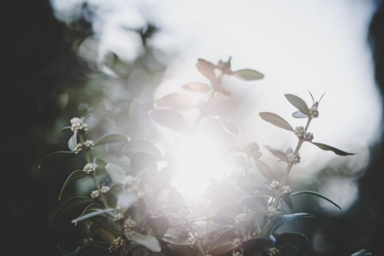 Free stock image of Fresh Flowers created by Pixabay
