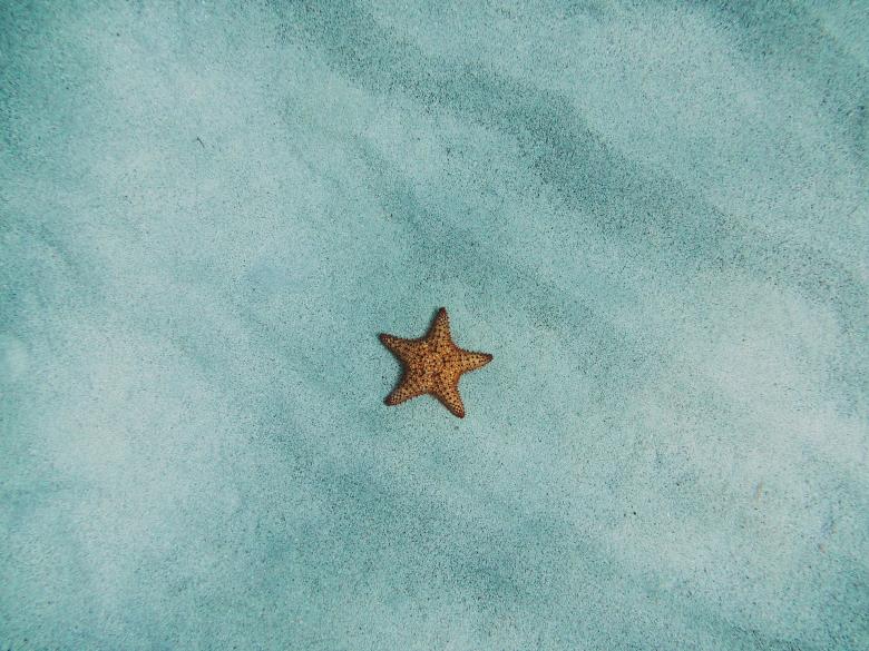 Free stock image of Lonely Starfish created by Pixabay