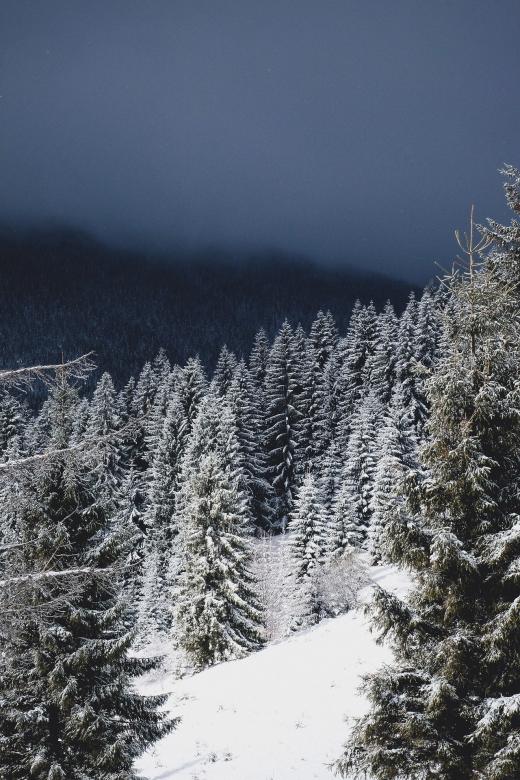 Free stock image of Frozen Forest created by Pixabay