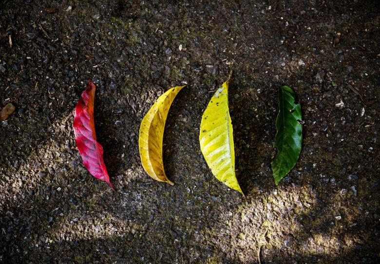 Free stock image of Colors of Leaves created by Pixabay