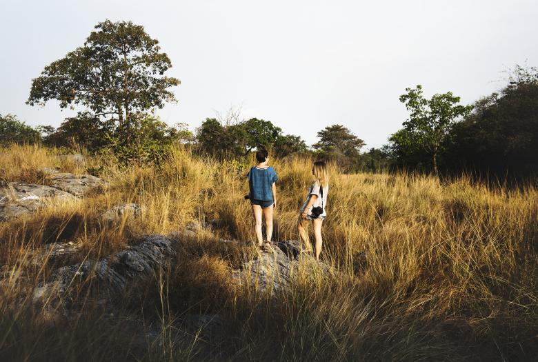Free stock image of Into the Wild created by Pixabay