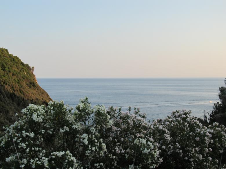 Free stock image of Aegean Sea with White Oleander created by Mira Minerva