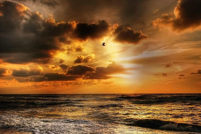 Free stock image of Lonely Seagull created by Pixabay