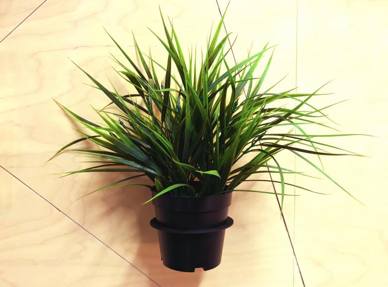 Free stock image of Green Pot Plant created by Stefano Rech