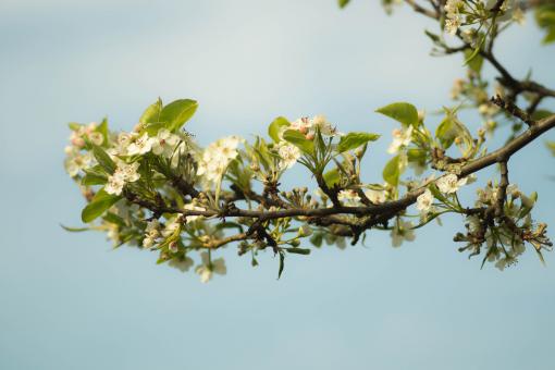 Free Stock Photo of Apple Blossom