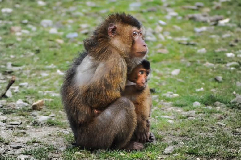 Free stock image of Barbary Ape created by Pixabay