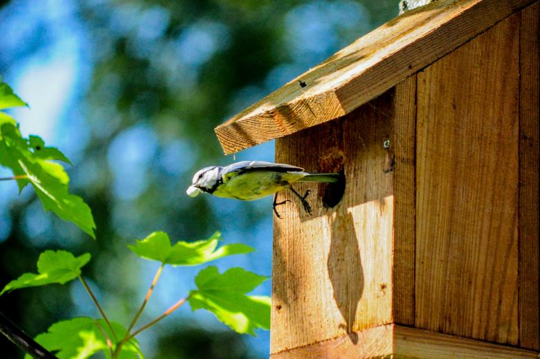 Free stock image of Bird House created by Pixabay