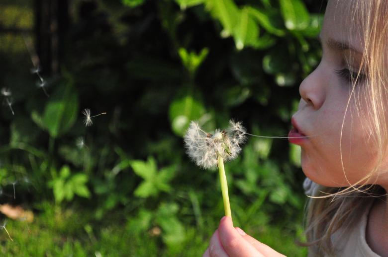 Free stock image of Little Blow created by Pixabay