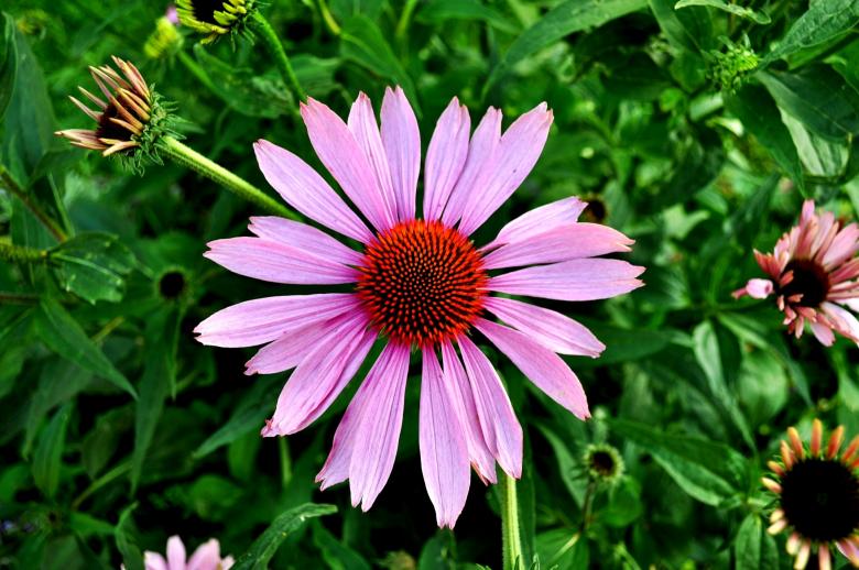 Free stock image of Cone Flower created by Pixabay