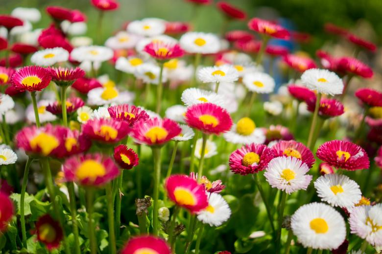Free stock image of Daisies in the Garden created by Pixabay