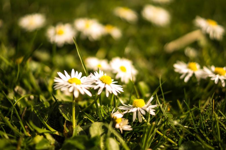 Free stock image of Fresh Daisies created by Pixabay