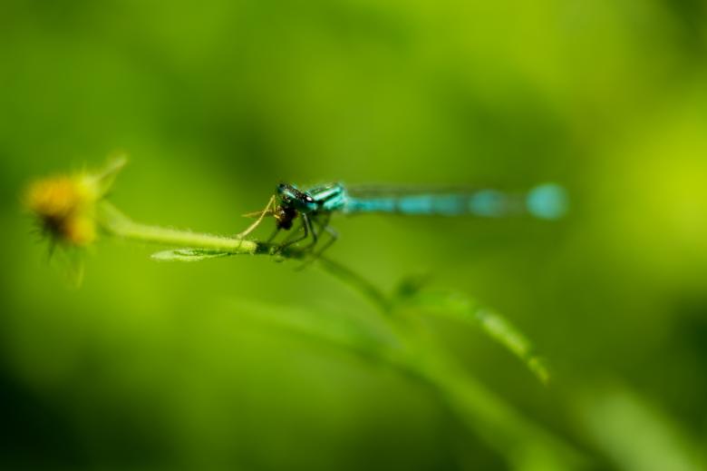 Free stock image of Dragonfly Closeup created by Pixabay