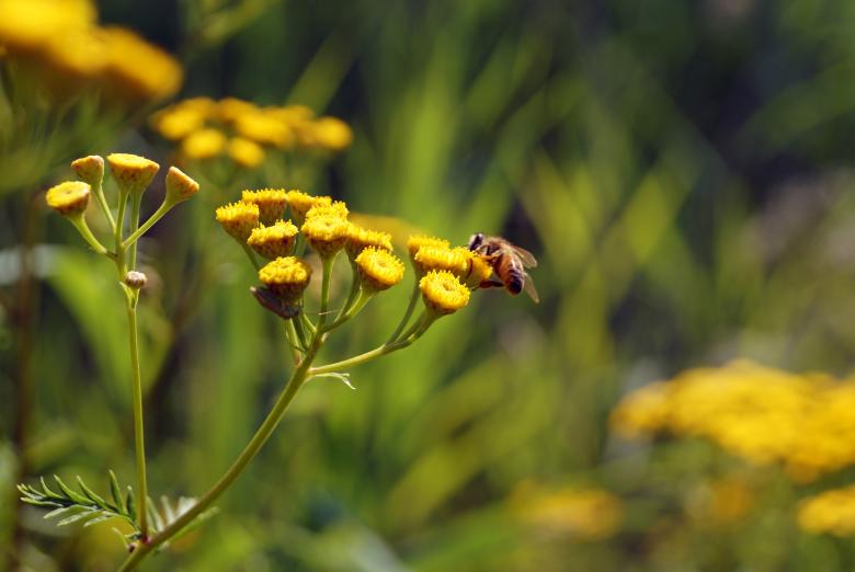 Free stock image of Bee on the Flower created by Pixabay