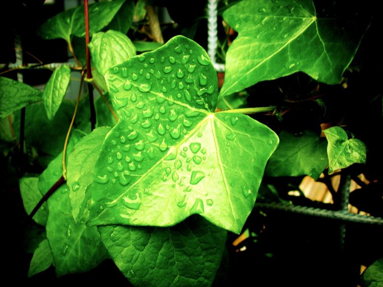 Free stock image of Fresh Leaves created by Pixabay