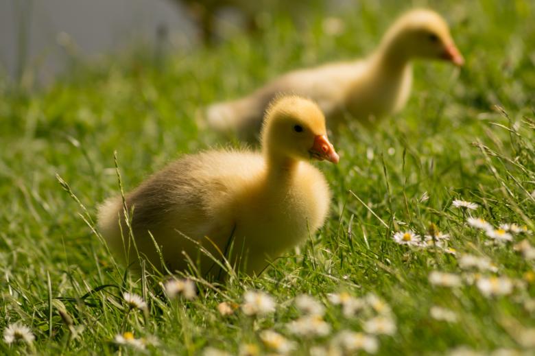 Free stock image of Little Goslings created by Pixabay