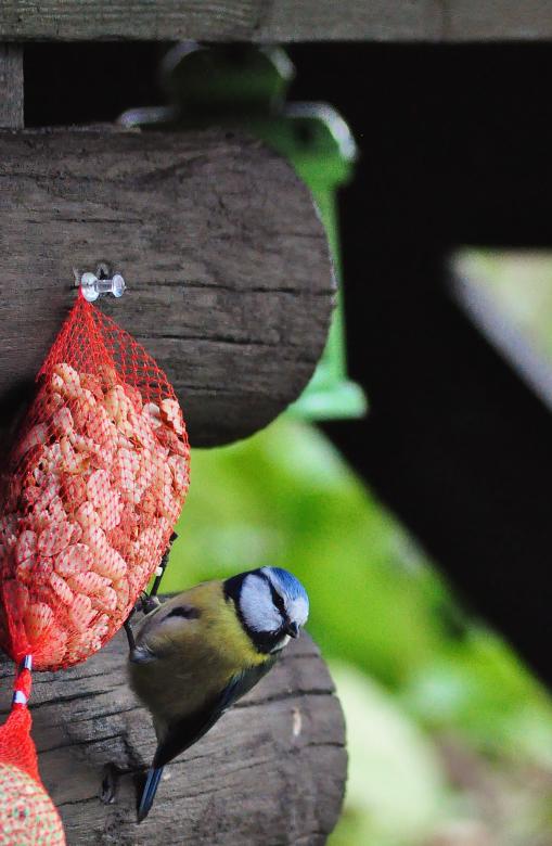 Free stock image of Great Tit created by Pixabay