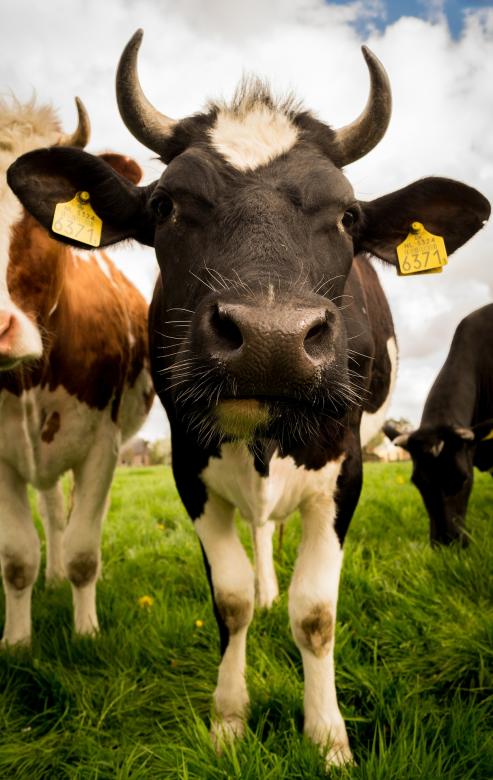 Free stock image of Livestock Farm created by Pixabay