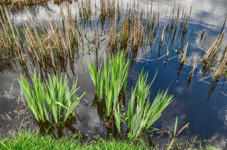 Free stock image of Wild Reeds created by Pixabay