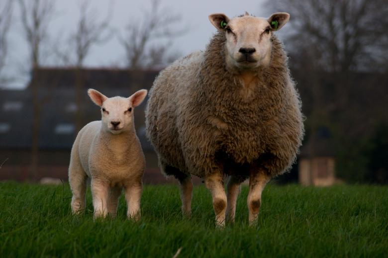Free stock image of Two Sheep created by Pixabay