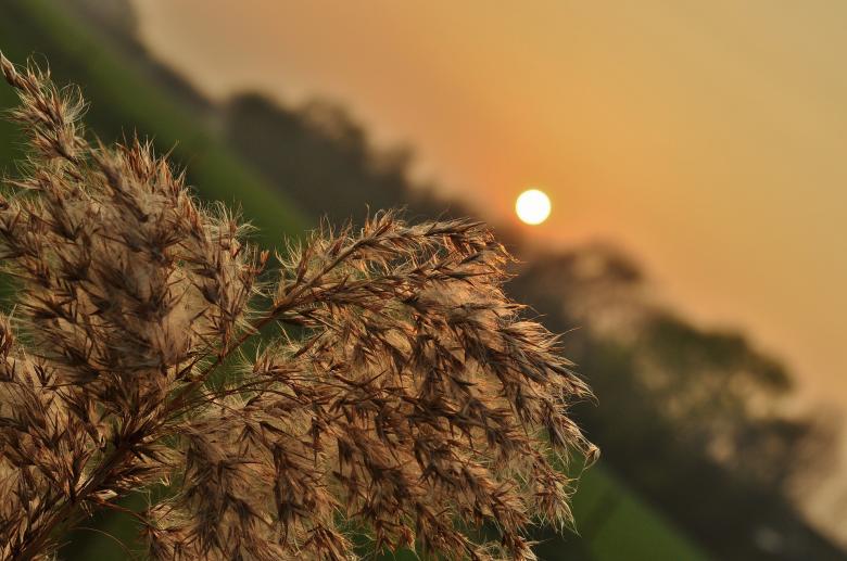 Free stock image of Wild Plant created by Pixabay