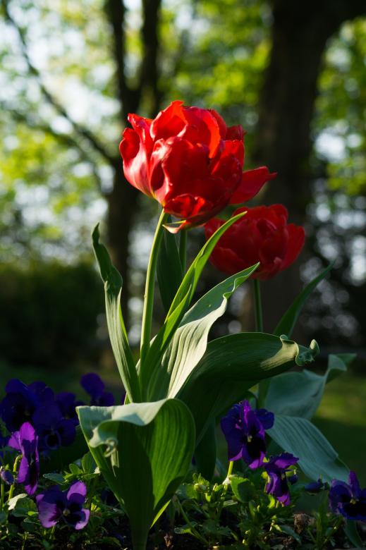Free stock image of Fresh Tulips created by Pixabay