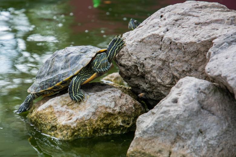 Free stock image of Turtle on the Rock created by Pixabay