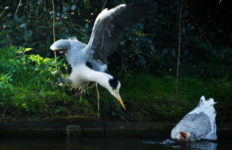 Free stock image of Wild Waterfowl created by Pixabay