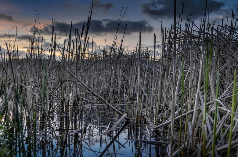 Free stock image of Water Reed created by Pixabay