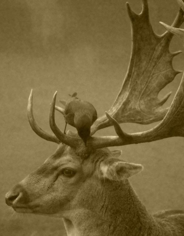 Free stock image of Bird on the Deer created by Pixabay