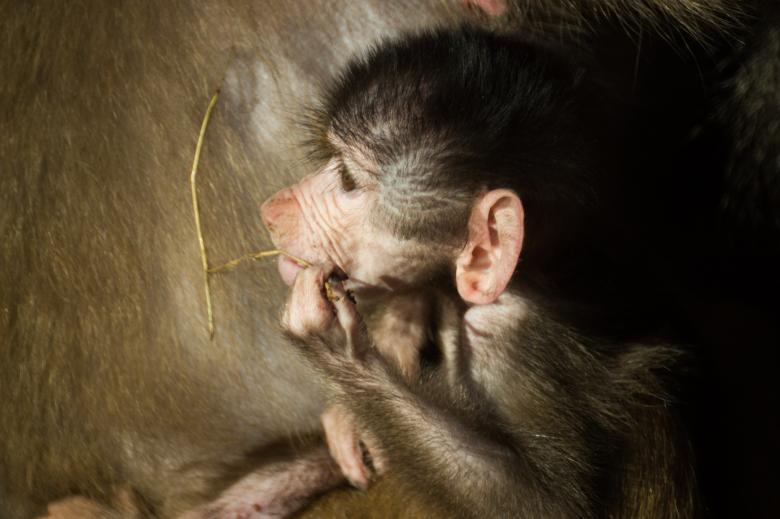 Free stock image of Little Baboon created by Pixabay