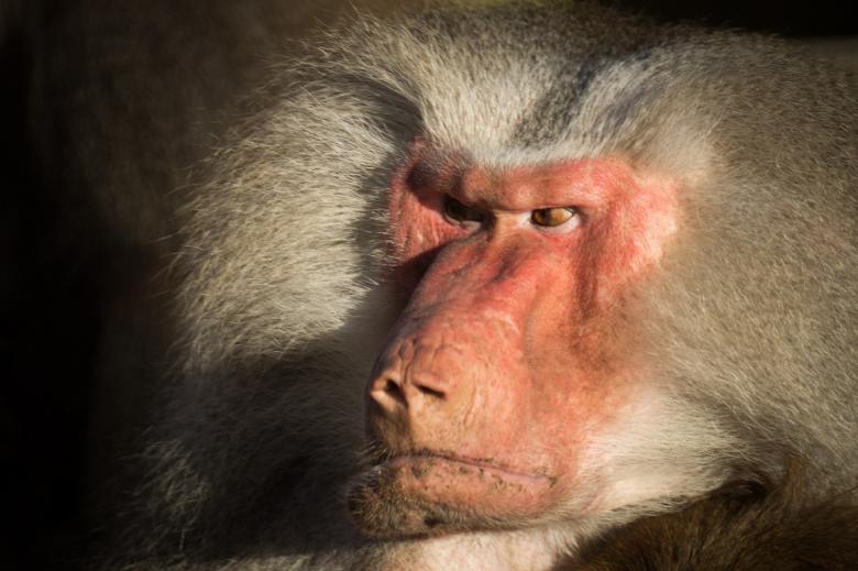 Free stock image of Wild Baboon created by Pixabay