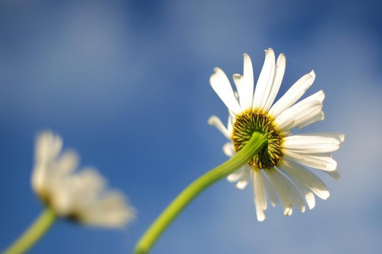 Free stock image of Fresh Daisy created by Pixabay
