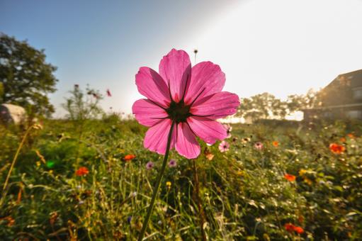 Free Stock Photo of Flowers in the Garden