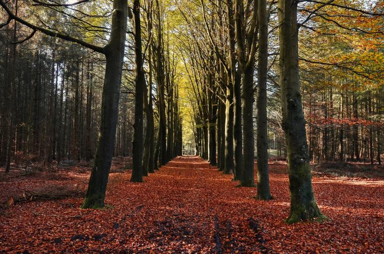 Free stock image of Fallen Leaves created by Pixabay
