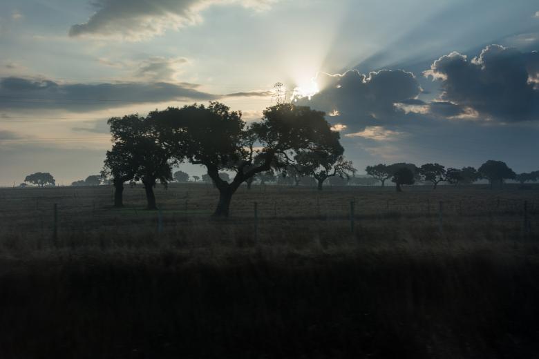 Free stock image of Morning in the Field created by Pixabay